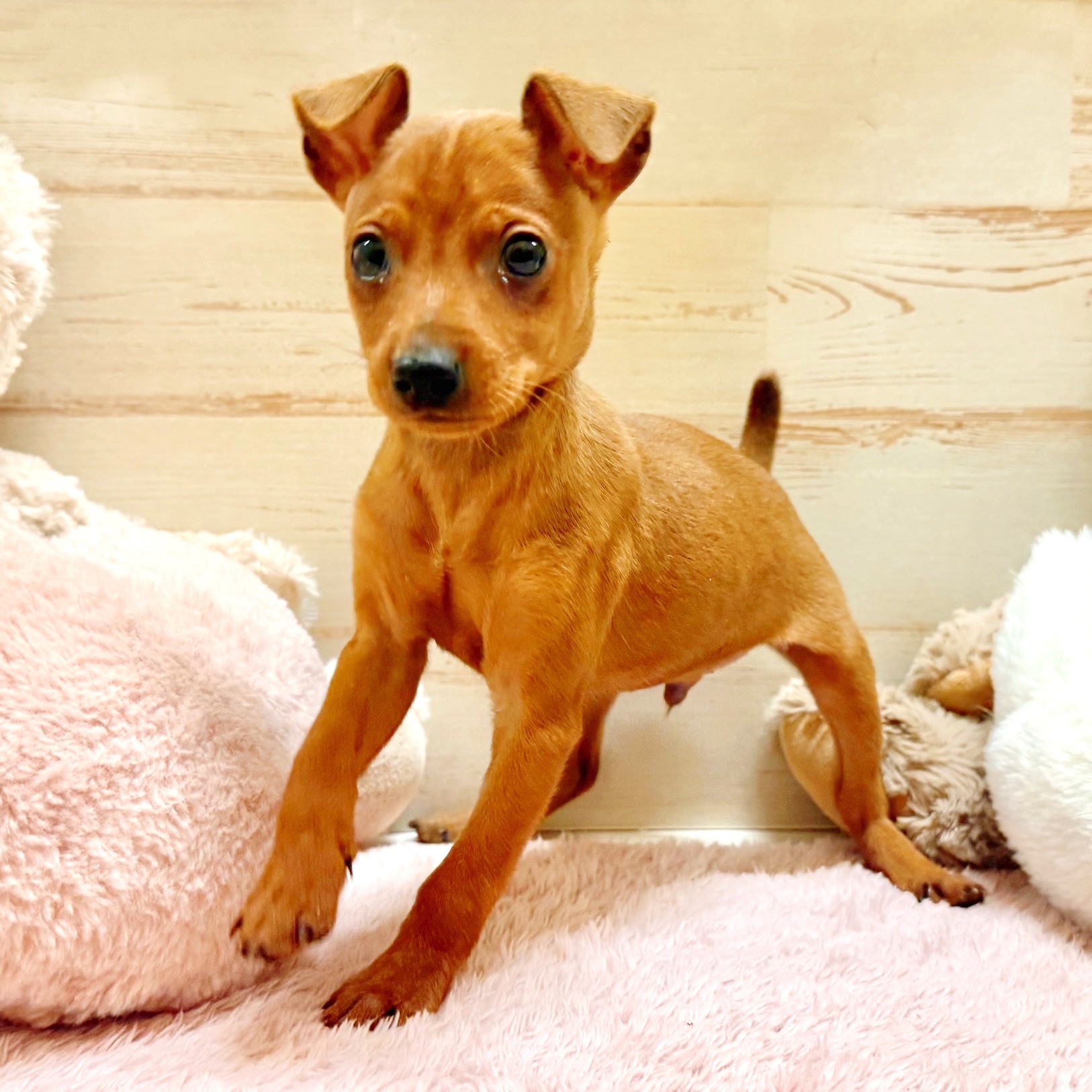 兵庫県のミニチュアピンシャー (犬の家＆猫の里神戸店/2025年12月7日生まれ/男の子/レッド)の子犬の2枚目の画像