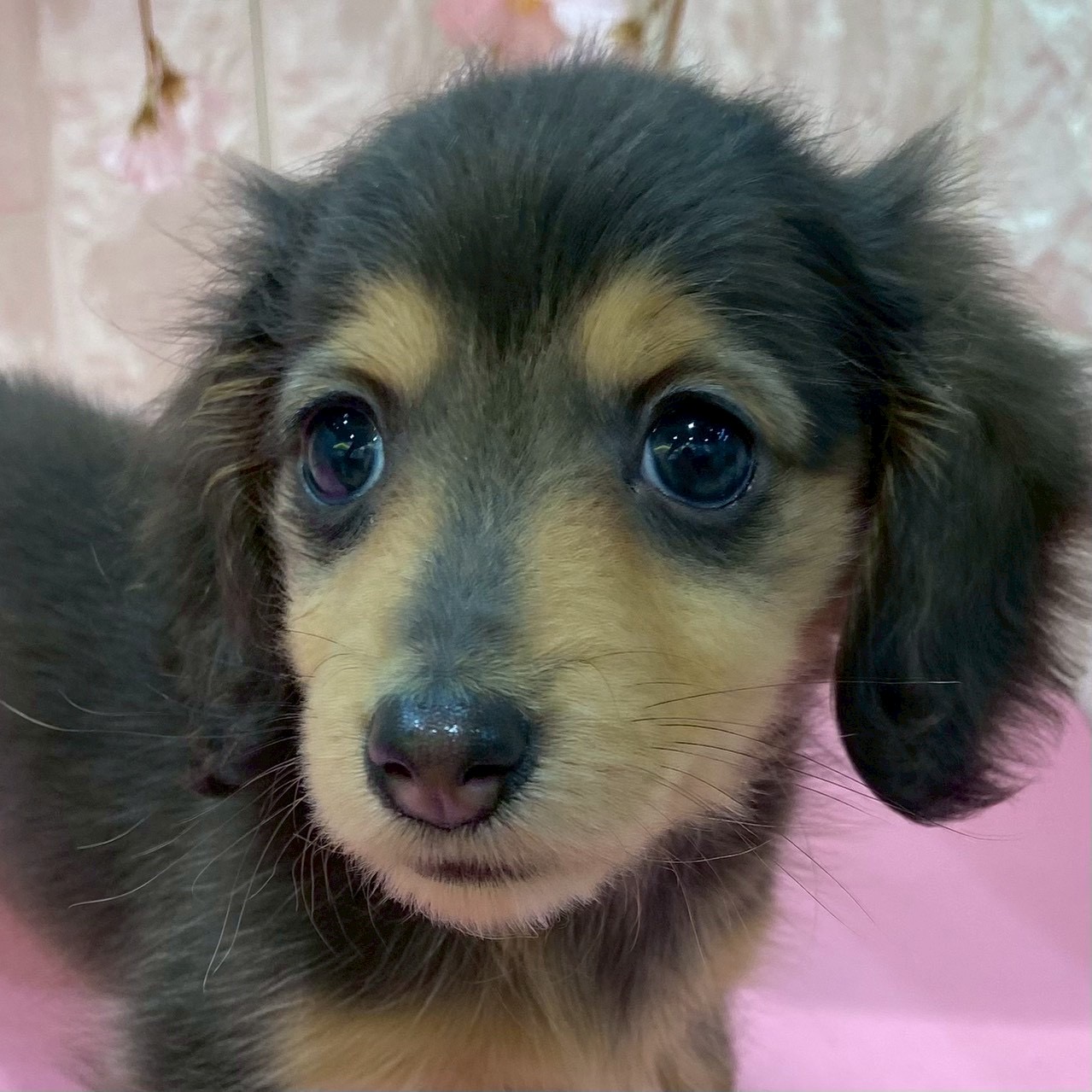 岡山県のミニチュアダックスフンド(ロング) (犬の家＆猫の里倉敷店/2025年12月6日生まれ/女の子/ブルータン)の子犬の1枚目の画像