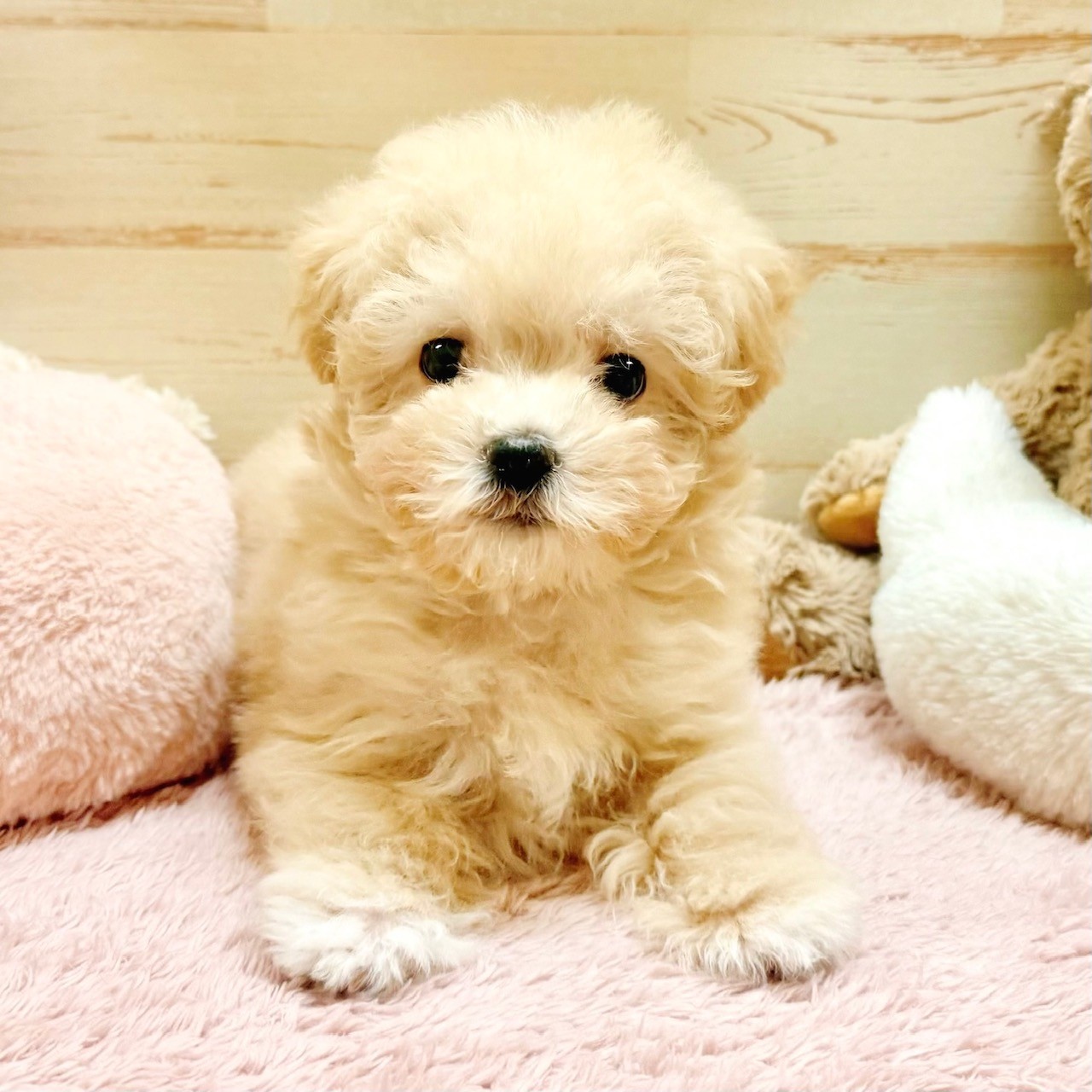 兵庫県のマルプー(マルチーズ×プードル) (犬の家＆猫の里神戸店/2025年12月1日生まれ/男の子/クリーム)の子犬の2枚目の画像