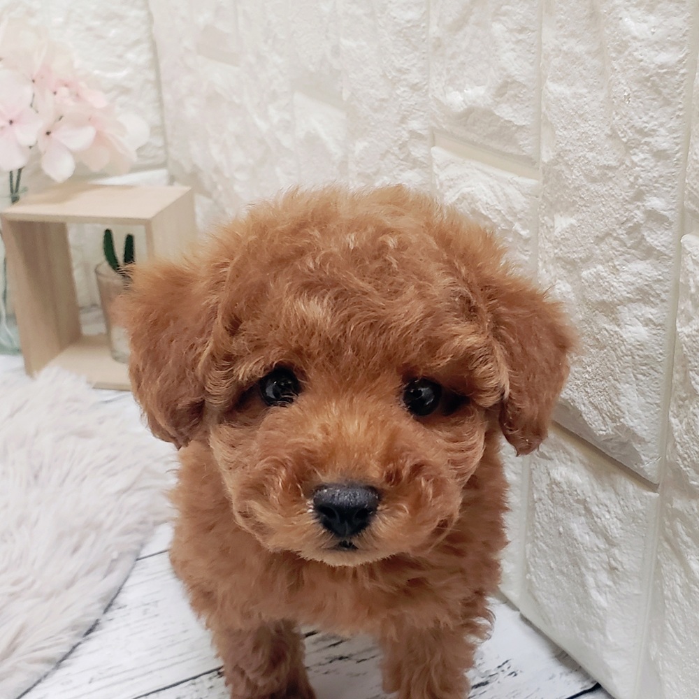 岡山県のトイプードル(トイ) (犬の家＆猫の里岡山店/2025年12月7日生まれ/男の子/レッド)の子犬