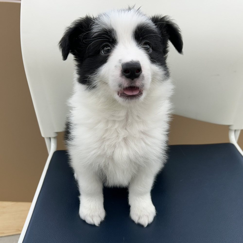 愛知県のボーダーコリー (犬の家＆猫の里七宝店/2025年12月6日生まれ/女の子/ブラックホワイト)の子犬の2枚目の画像