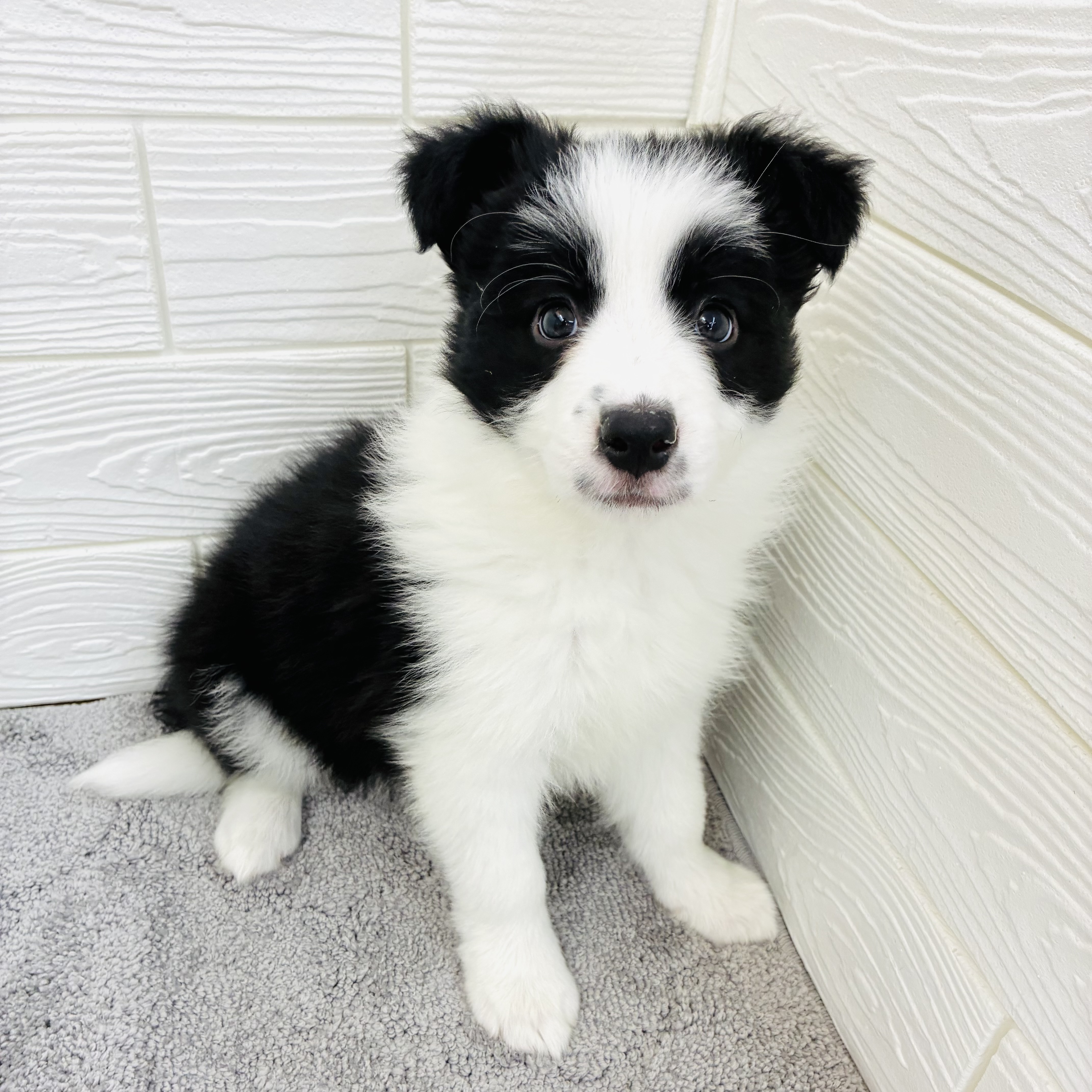 愛知県のボーダーコリー (犬の家＆猫の里七宝店/2025年12月6日生まれ/女の子/ブラックホワイト)の子犬の2枚目の画像