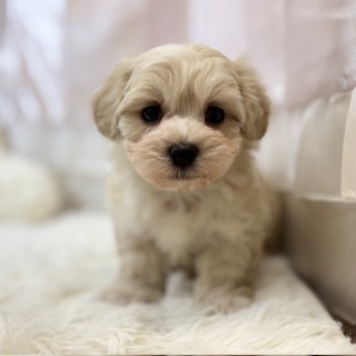 兵庫県のマルプー(マルチーズ×プードル) (犬の家＆猫の里カナート西神戸店/2025年12月6日生まれ/男の子/クリーム)の子犬の1枚目の画像
