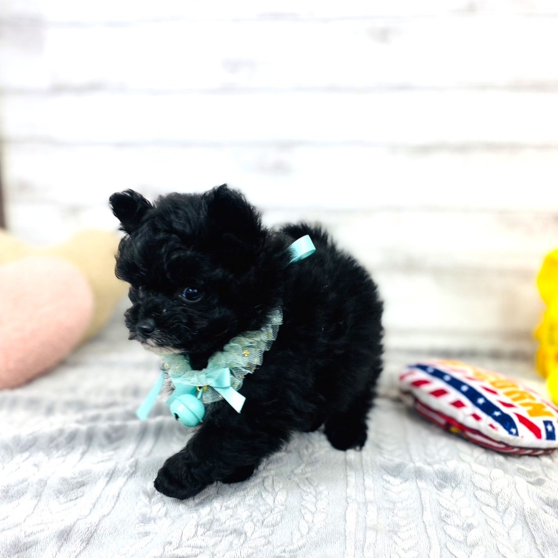 兵庫県のポメプー(ポメラニアン×プードル) (犬の家＆猫の里川西店/2025年12月5日生まれ/男の子/ブラックホワイト)の子犬の2枚目の画像