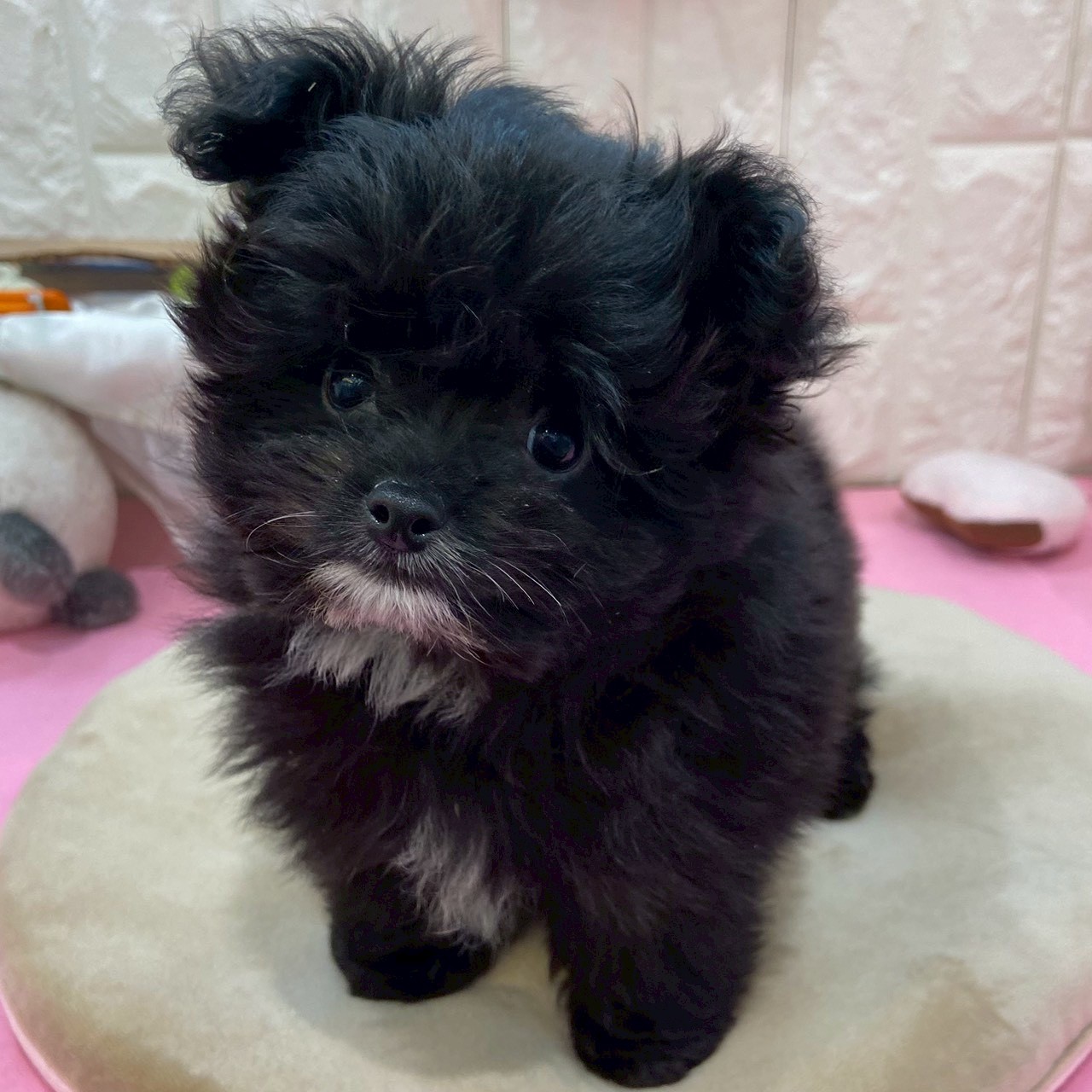 岡山県のポメプー(ポメラニアン×プードル) (犬の家＆猫の里倉敷店/2025年12月5日生まれ/男の子/ブラックホワイト)の子犬の2枚目の画像