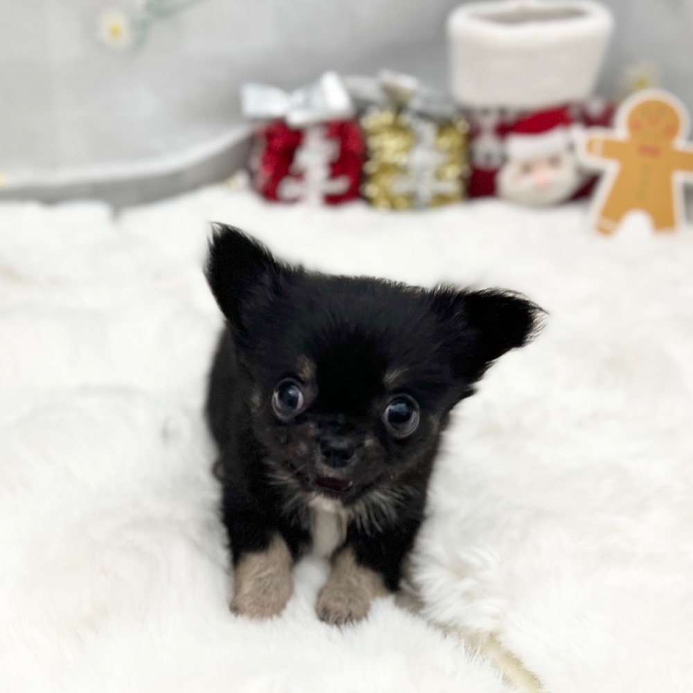 静岡県のチワワ(ロング) (犬の家＆猫の里MEGAドン・キホーテ袋井店/2025年10月26日生まれ/男の子/ブラックタンホワイト)の子犬の2枚目の画像