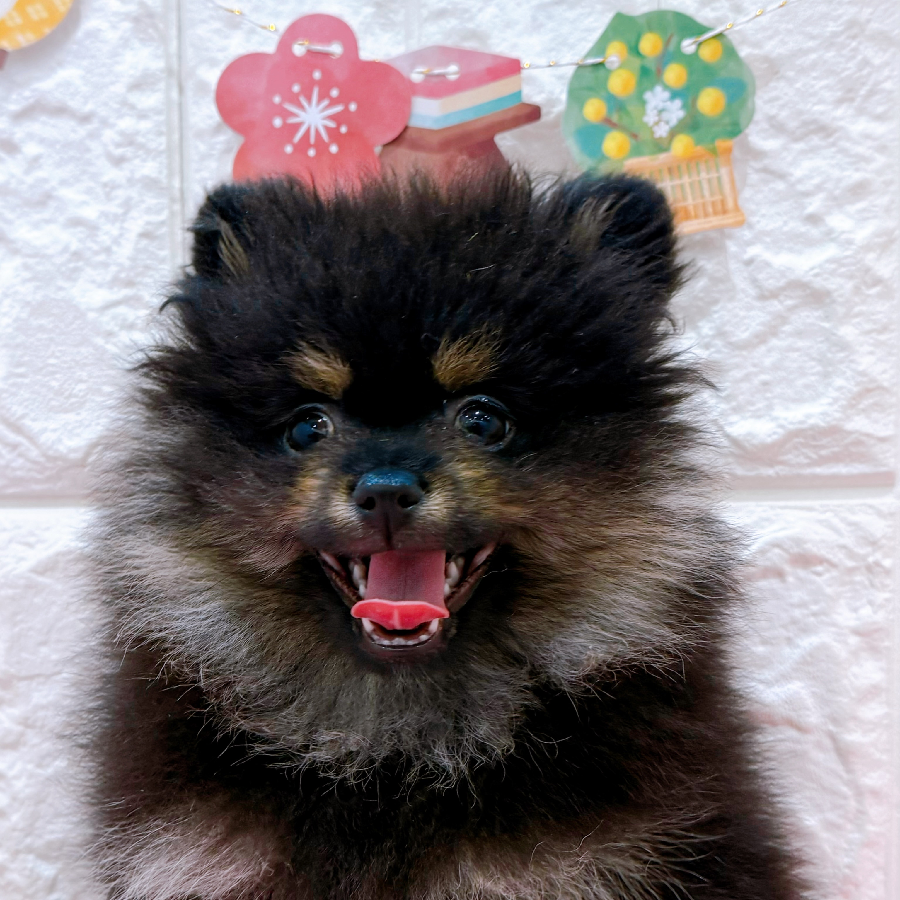 岡山県のポメラニアン (犬の家＆猫の里倉敷店/2025年11月30日生まれ/男の子/ブラックタン)の子犬の1枚目の画像