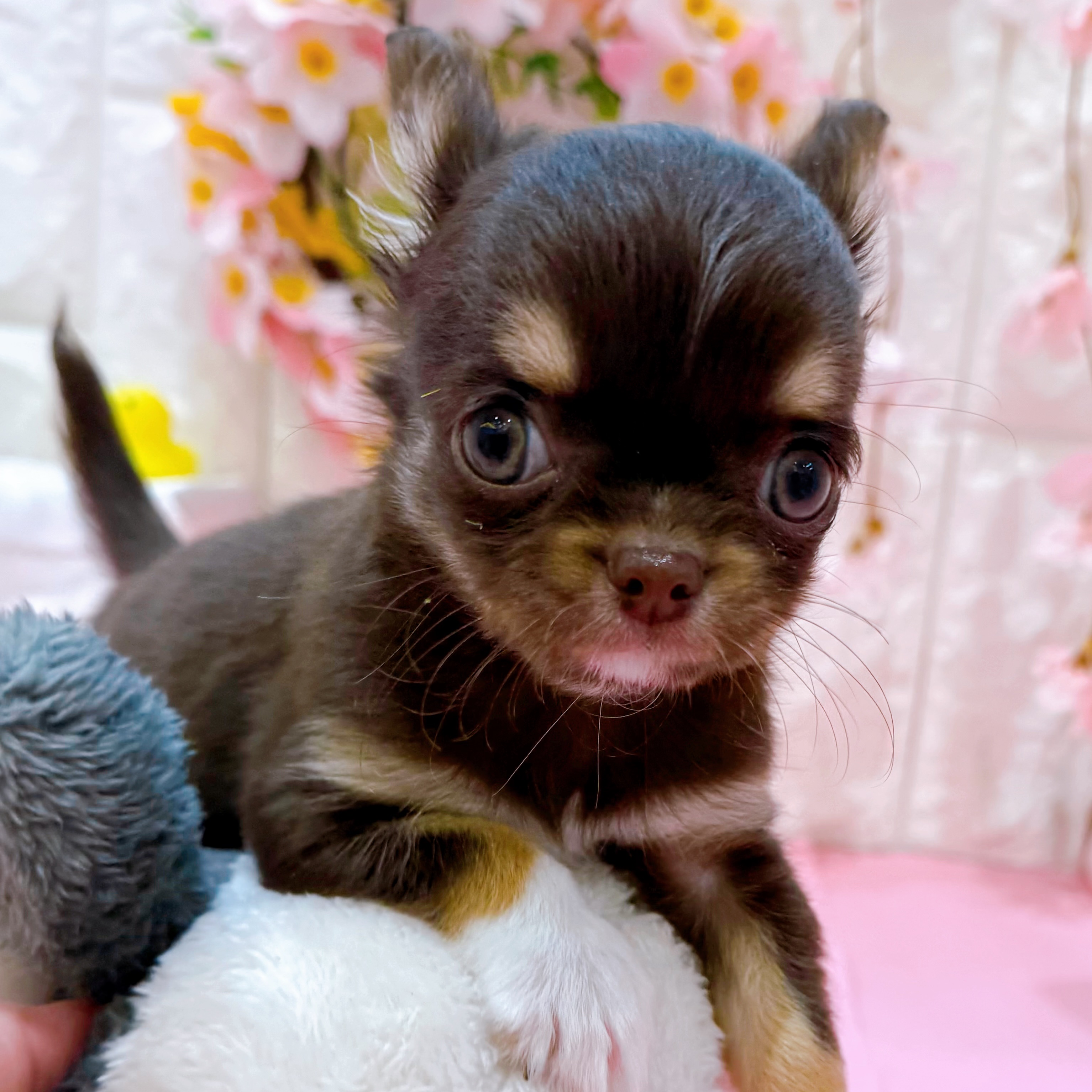 岡山県のチワワ(ロング) (犬の家＆猫の里倉敷店/2025年12月5日生まれ/男の子/チョコレートタンホワイト)の子犬