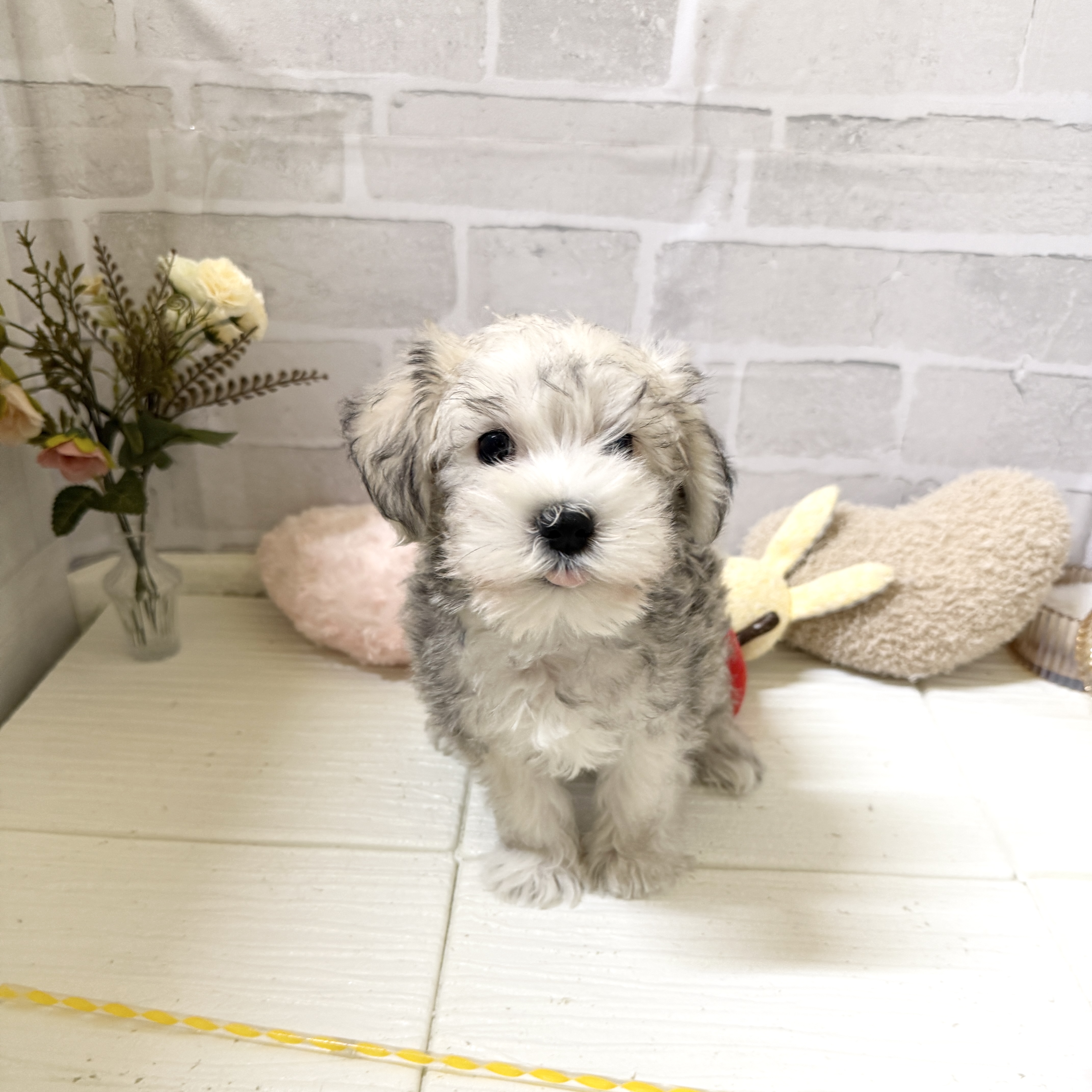 愛知県のシュナマル/マルシュナ(シュナウザー×マルチーズ) (犬の家＆猫の里岡崎店/2025年12月7日生まれ/男の子/ソルトペッパー)の子犬の2枚目の画像