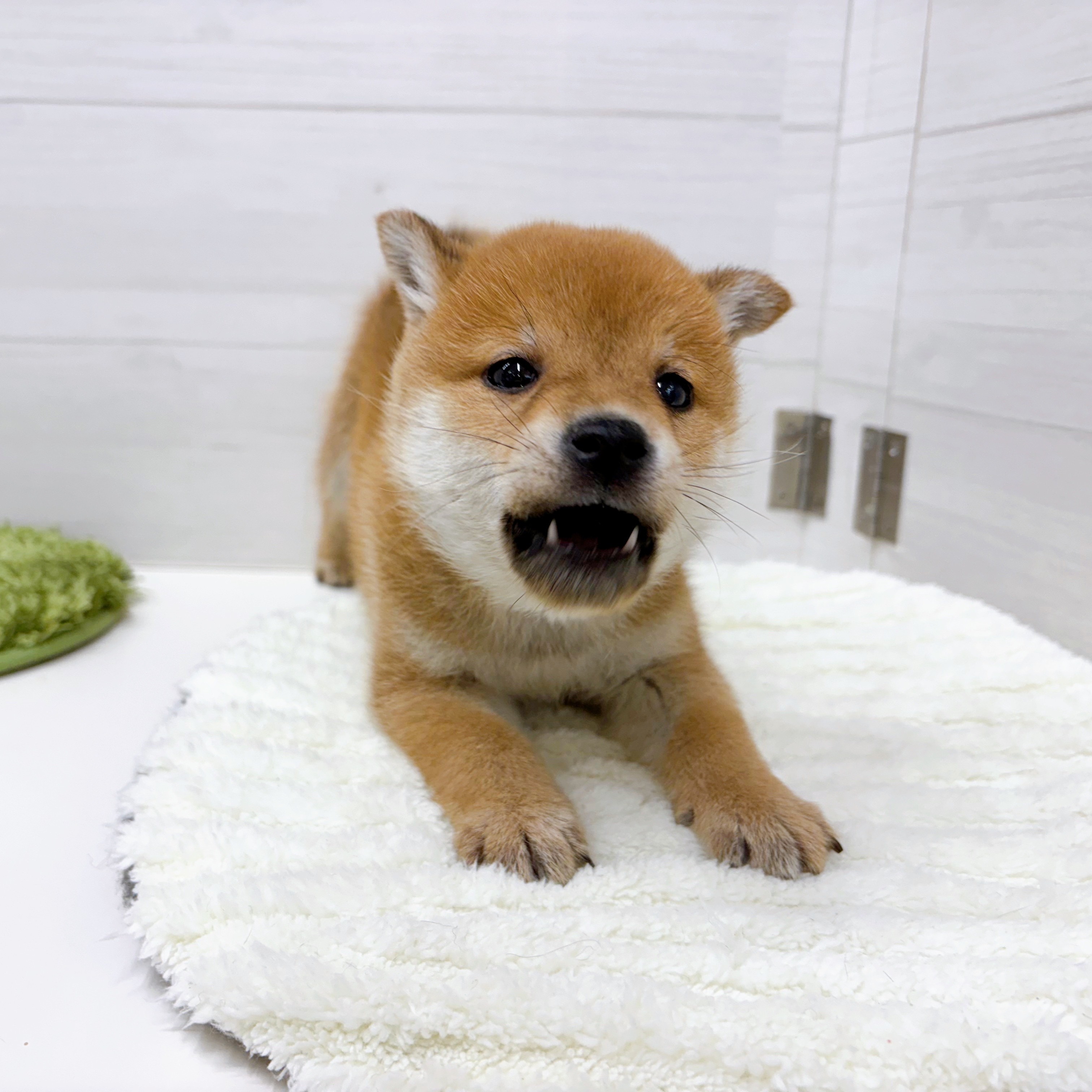 石川県の柴犬(標準サイズ) (犬の家＆猫の里アミーゴ金沢おこばた店/2025年12月7日生まれ/男の子/赤)の子犬の2枚目の画像