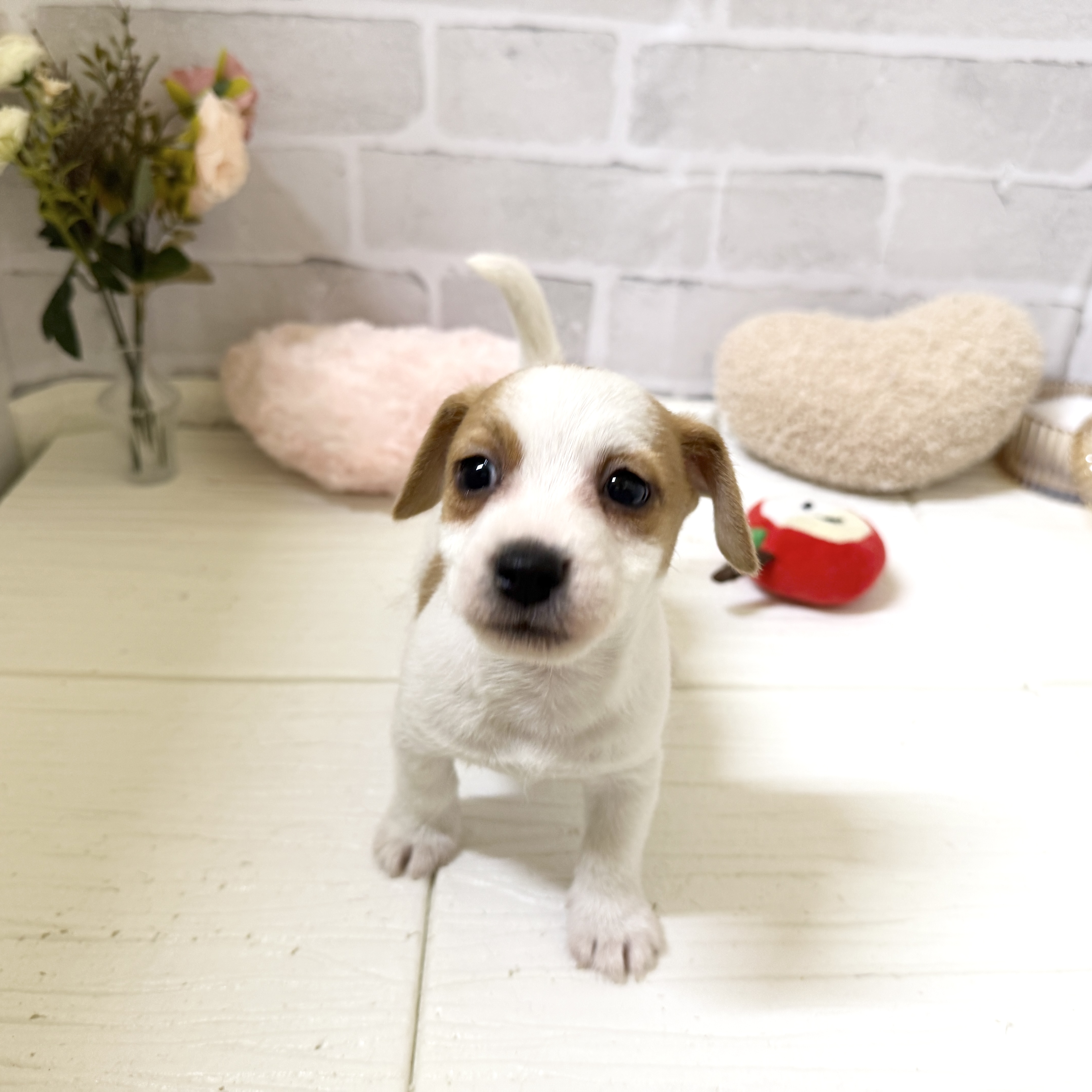 愛知県のジャックラッセルテリア (犬の家＆猫の里岡崎店/2025年12月7日生まれ/男の子/タンホワイト)の子犬の2枚目の画像