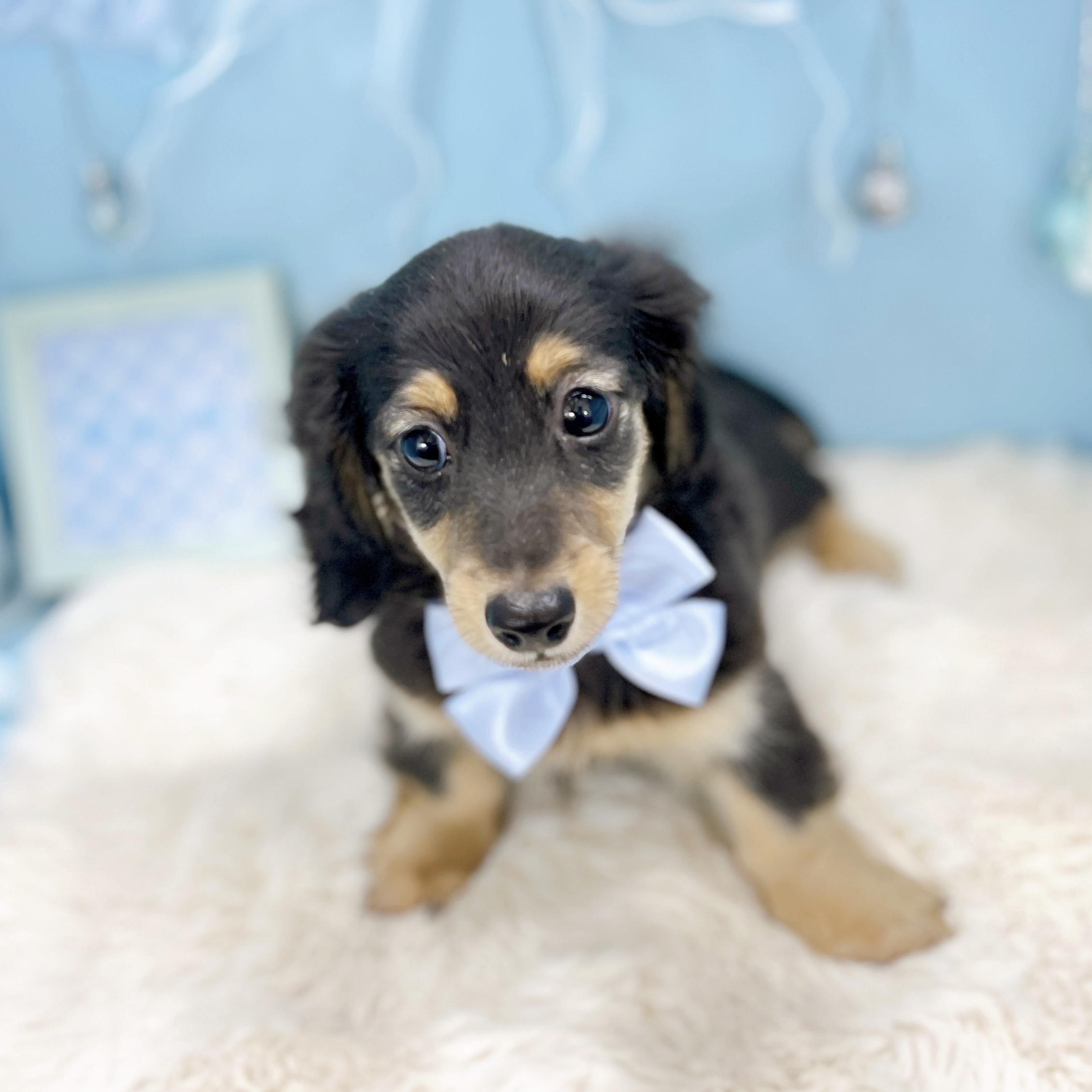 福井県のミニチュアダックスフンド(ロング) (犬の家＆猫の里アミーゴ福井大和田店/2025年12月7日生まれ/男の子/ブラックイエロー)の子犬の2枚目の画像