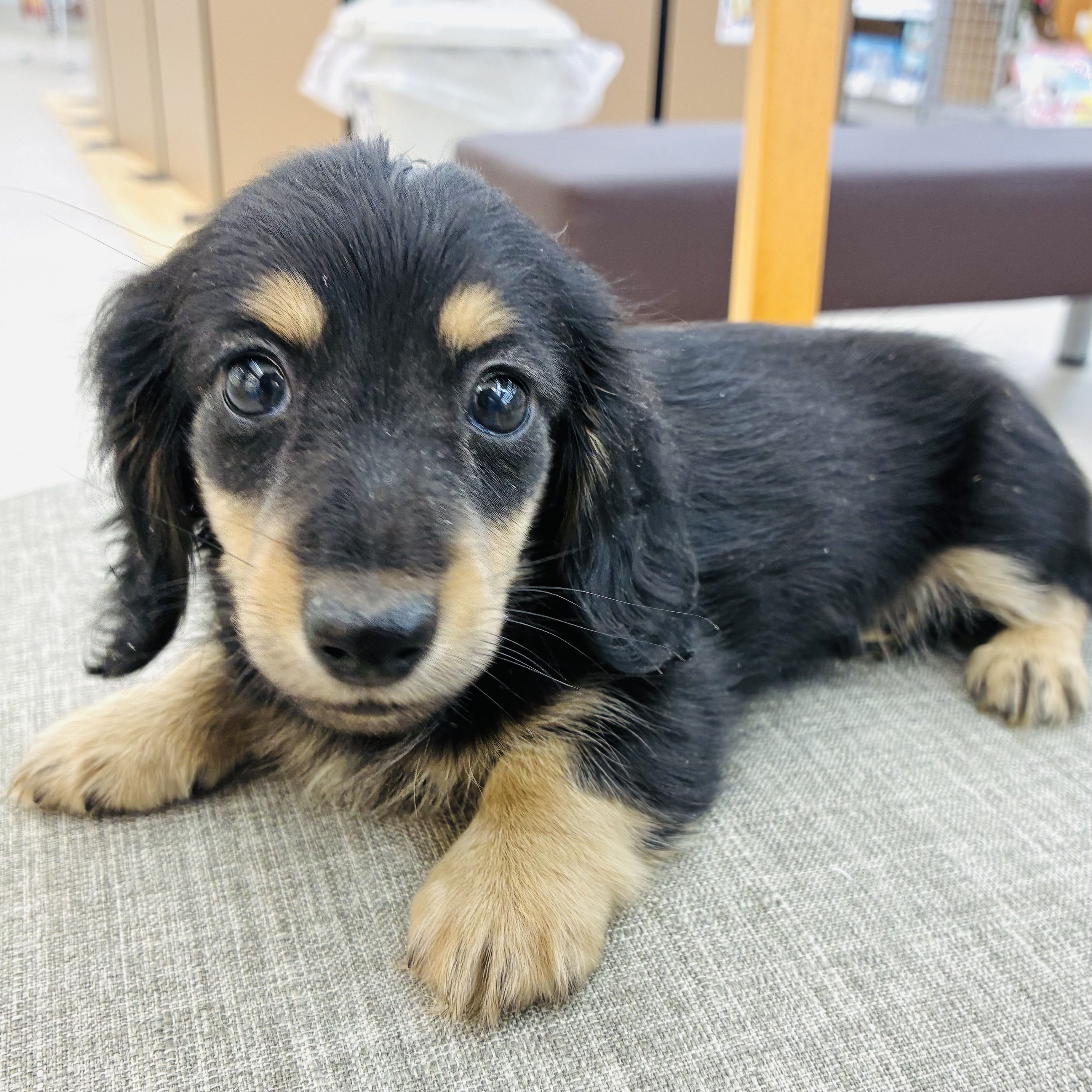 愛知県のミニチュアダックスフンド(ロング) (犬の家＆猫の里七宝店/2025年12月7日生まれ/女の子/ブラックイエロー)の子犬の2枚目の画像
