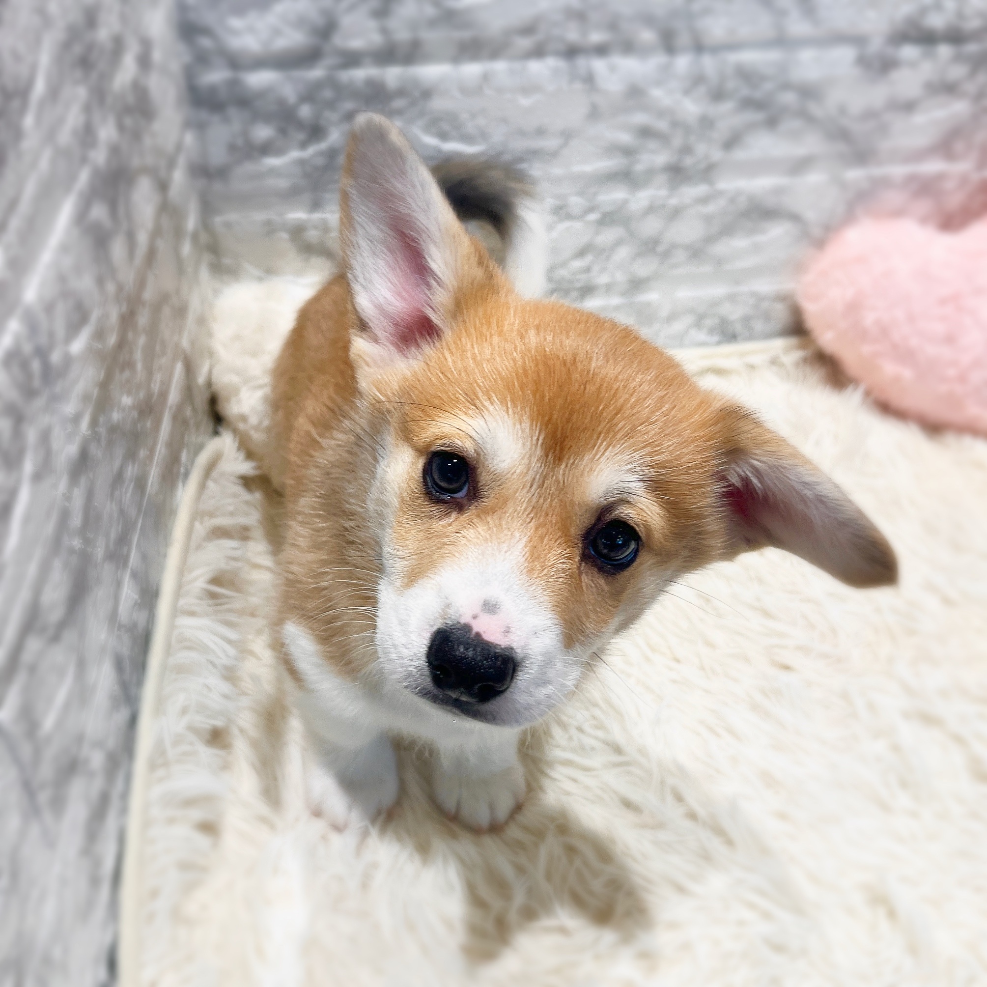 愛知県のウェルシュコーギーペンブローク (犬の家＆猫の里MiO香久山店/2025年12月6日生まれ/男の子/セーブルホワイト)の子犬の2枚目の画像