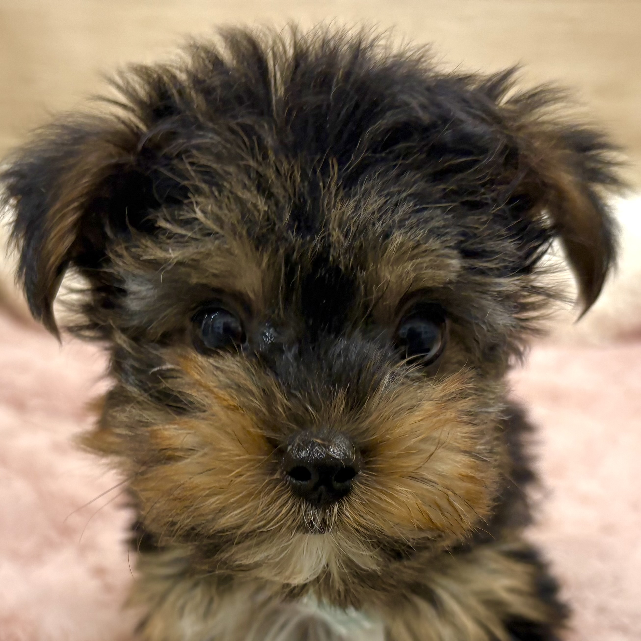 大阪府のヨークシャーテリア (犬の家＆猫の里そよら東岸和田店/2025年12月7日生まれ/男の子/スチールブルータン)の子犬の1枚目の画像