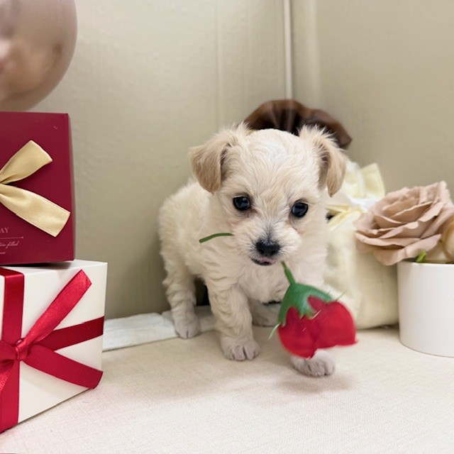 千葉県のチワプー/プーチー(チワワ×プードル) (犬の家＆猫の里ワンズモール稲毛店/2025年12月9日生まれ/女の子/クリーム)の子犬の2枚目の画像