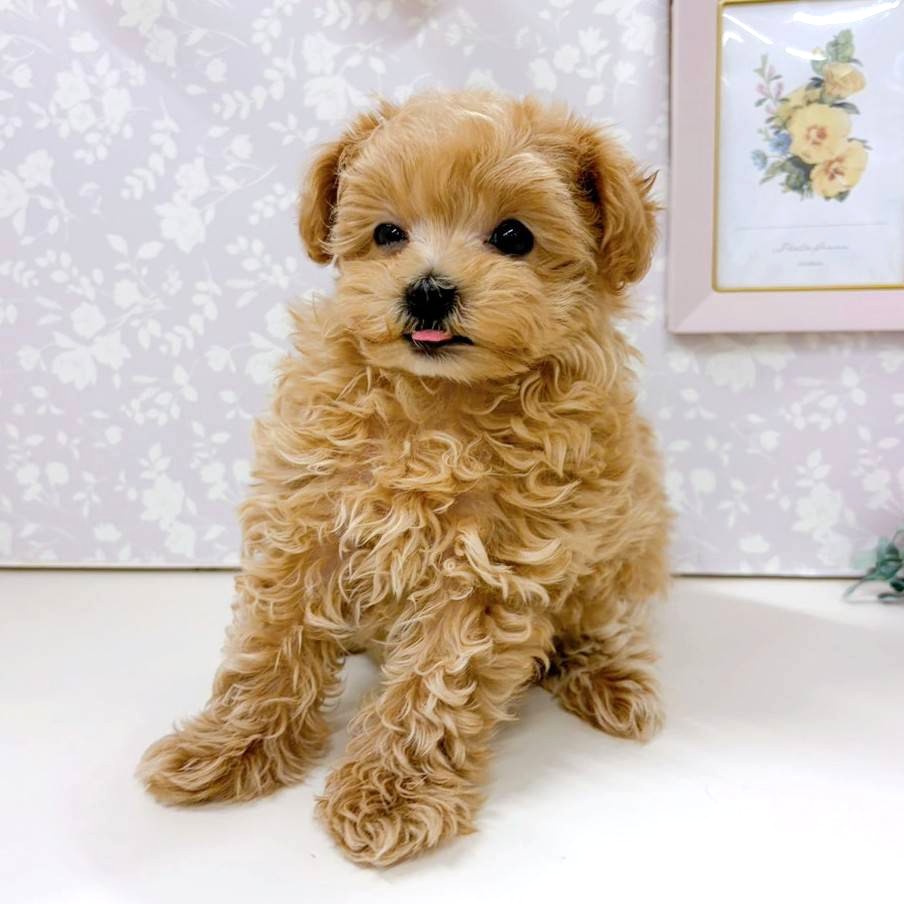 富山県のマルプー(マルチーズ×プードル) (犬の家＆猫の里アミーゴ高岡蓮花寺店/2025年12月5日生まれ/女の子/アプリコット)の子犬の2枚目の画像