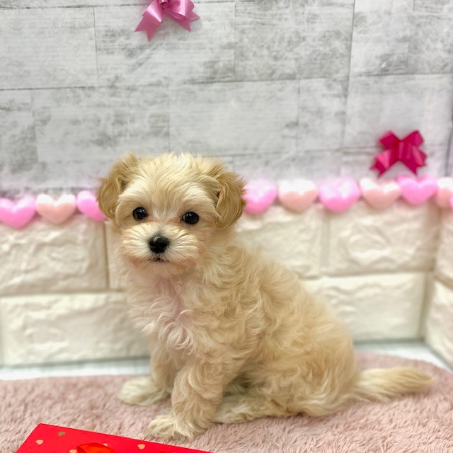 静岡県のマルプー(マルチーズ×プードル) (犬の家＆猫の里プレ葉ウォーク浜北店/2025年12月5日生まれ/女の子/クリーム)の子犬の1枚目の画像