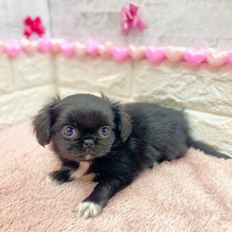 静岡県のチワペキ/ペキチー/ペキチワ(チワワ×ペキニーズ) (犬の家＆猫の里プレ葉ウォーク浜北店/2025年12月6日生まれ/女の子/ブラックホワイト)の子犬の2枚目の画像