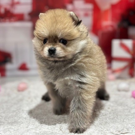 福岡県のポメラニアン (犬の家＆猫の里トリアス久山店/2025年12月6日生まれ/男の子/オレンジ)の子犬の2枚目の画像