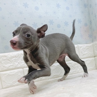 静岡県のイタリアングレーハウンド (犬の家＆猫の里マークイズ静岡店/2025年12月9日生まれ/女の子/ブルーホワイト)の子犬の2枚目の画像