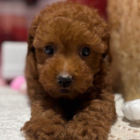 福岡県のトイプードル(トイ) (犬の家＆猫の里トリアス久山店/2025年12月3日生まれ/男の子/レッド)の子犬の2枚目の画像