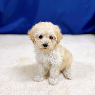 愛知県のトイプードル(トイ) (犬の家＆猫の里一宮店/2025年12月9日生まれ/女の子/クリーム)の子犬の2枚目の画像