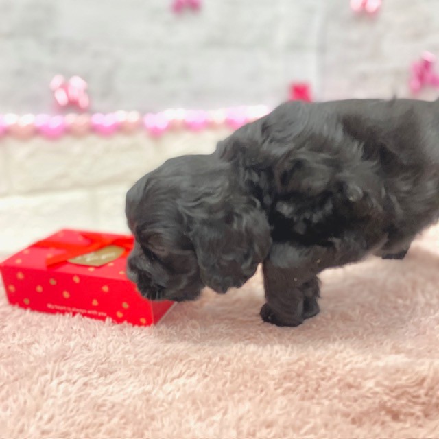 静岡県のアメリカンコッカースパニエル (犬の家＆猫の里プレ葉ウォーク浜北店/2025年12月8日生まれ/女の子/ブラック)の子犬の2枚目の画像