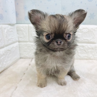 静岡県のチワワ(ロング) (犬の家＆猫の里マークイズ静岡店/2025年12月7日生まれ/女の子/フォーン)の子犬の2枚目の画像