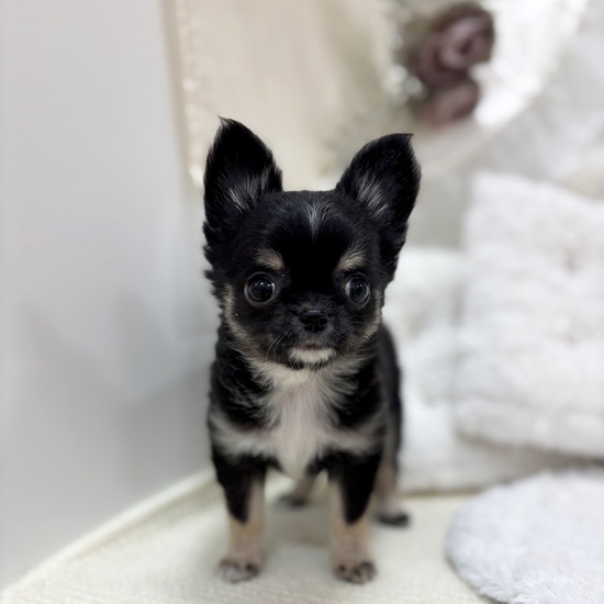 岐阜県のチワワ(ロング) (犬の家＆猫の里カラフルタウン岐阜店/2025年12月6日生まれ/女の子/ブラックタンホワイト)の子犬