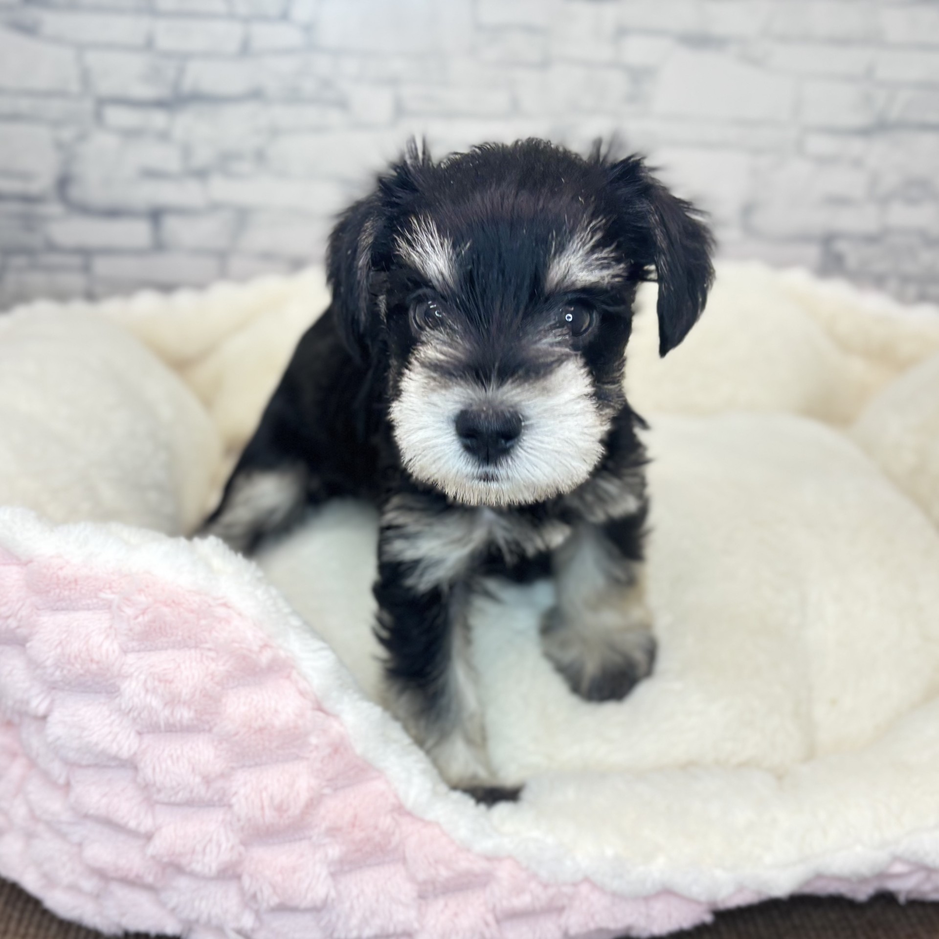 長野県のミニチュアシュナウザー (犬の家＆猫の里長野店/2025年12月9日生まれ/女の子/ブラックシルバー)の子犬の2枚目の画像