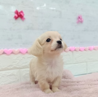 静岡県のチワックス(チワワ×ダックス) (犬の家＆猫の里プレ葉ウォーク浜北店/2025年12月8日生まれ/女の子/クリームホワイト)の子犬の2枚目の画像