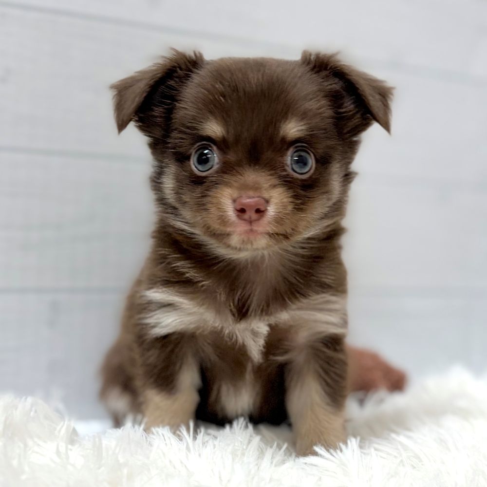 愛知県のチワワ(ロング) (犬の家＆猫の里豊田店/2025年12月7日生まれ/男の子/チョコレートタンクリーム)の子犬の2枚目の画像