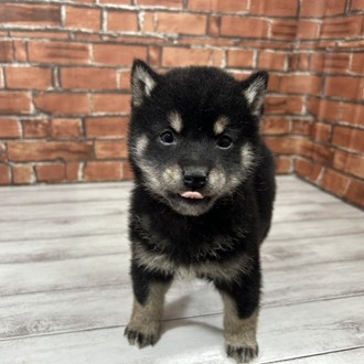 神奈川県の柴犬(標準サイズ) (犬の家＆猫の里小田原店/2025年12月9日生まれ/女の子/黒)の子犬の1枚目の画像