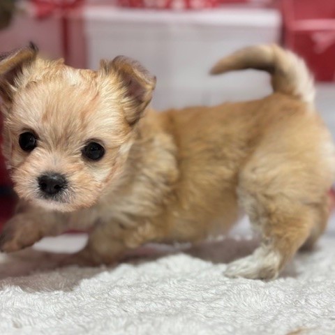 福岡県のチワマル/マルチワ(チワワ×マルチーズ) (犬の家＆猫の里トリアス久山店/2025年12月9日生まれ/女の子/クリームマール)の子犬の2枚目の画像