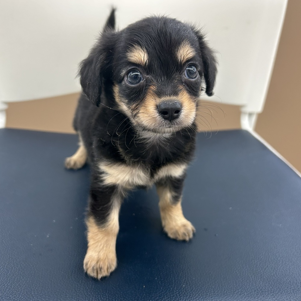 愛知県のチワックス(チワワ×ダックス) (犬の家＆猫の里七宝店/2025年12月8日生まれ/男の子/ブラックタン)の子犬の2枚目の画像