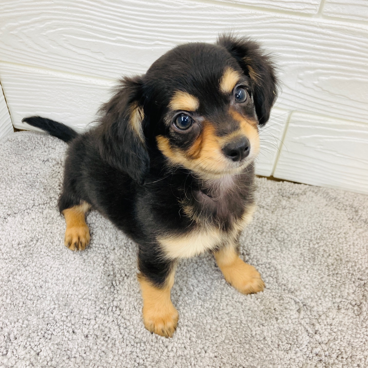 愛知県のチワックス(チワワ×ダックス) (犬の家＆猫の里七宝店/2025年12月8日生まれ/男の子/ブラックタン)の子犬の1枚目の画像