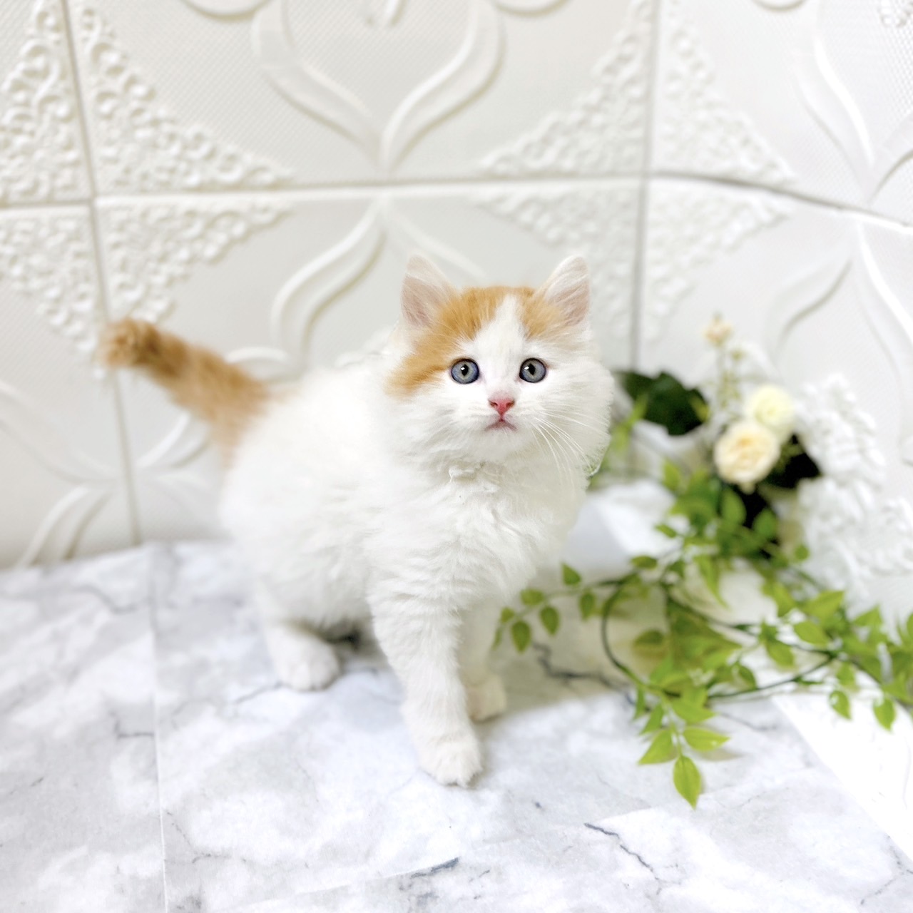 愛知県のサイベリアン (犬の家＆猫の里岡崎店/2025年12月5日生まれ/男の子/クリームタビー)の子猫の2枚目の画像