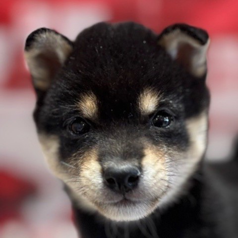 福岡県の豆柴 (犬の家＆猫の里トリアス久山店/2025年12月9日生まれ/女の子/黒)の子犬の1枚目の画像