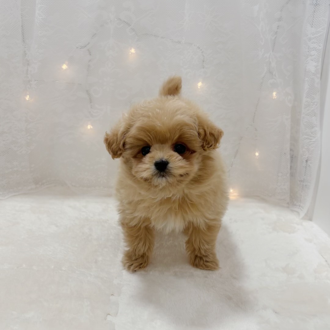 千葉県のポメプー(ポメラニアン×プードル) (犬の家＆猫の里BIGHOPガーデンモール印西店/2025年12月7日生まれ/女の子/クリーム)の子犬の2枚目の画像