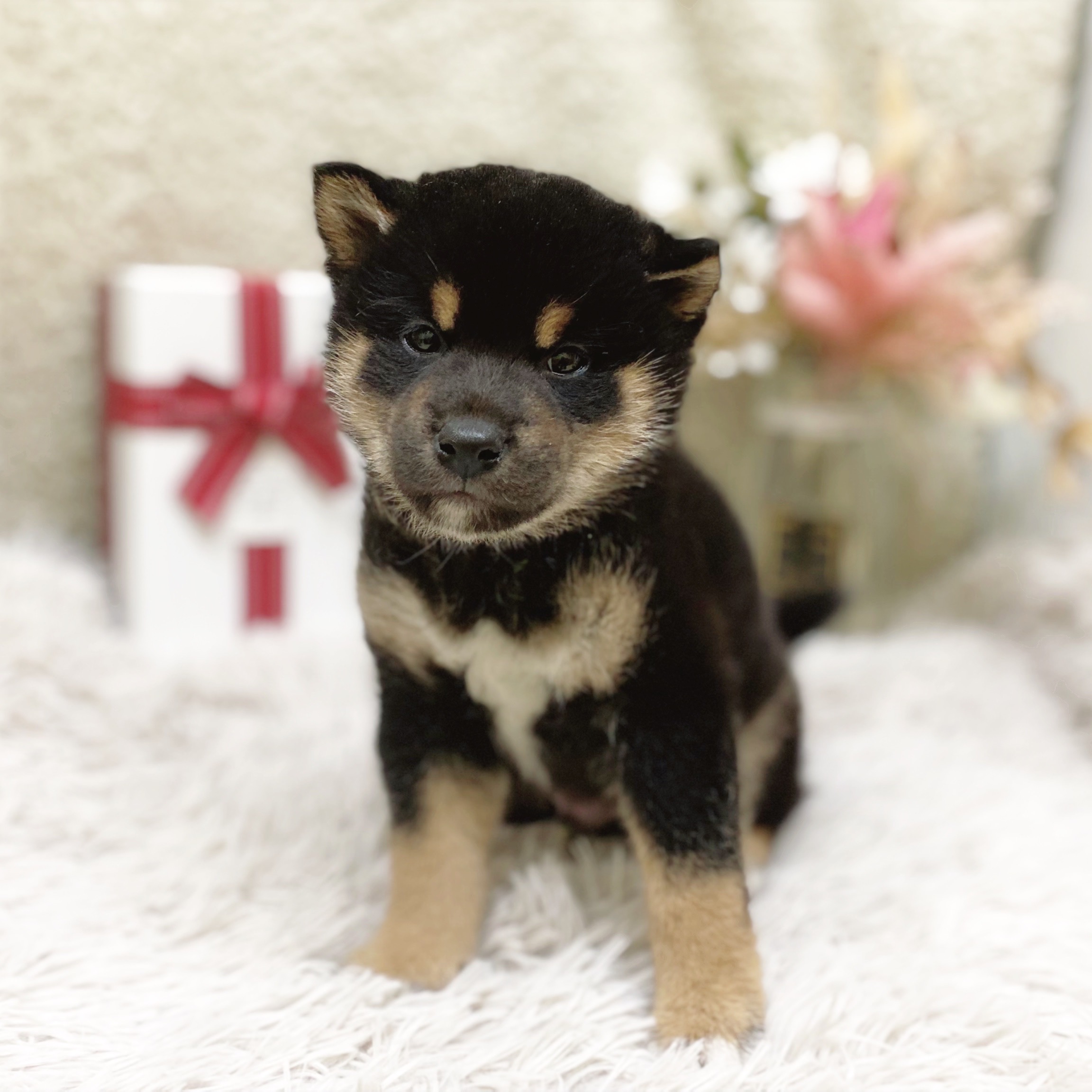 静岡県の柴犬(標準サイズ) (犬の家＆猫の里藤枝店/2025年12月8日生まれ/男の子/黒)の子犬の2枚目の画像