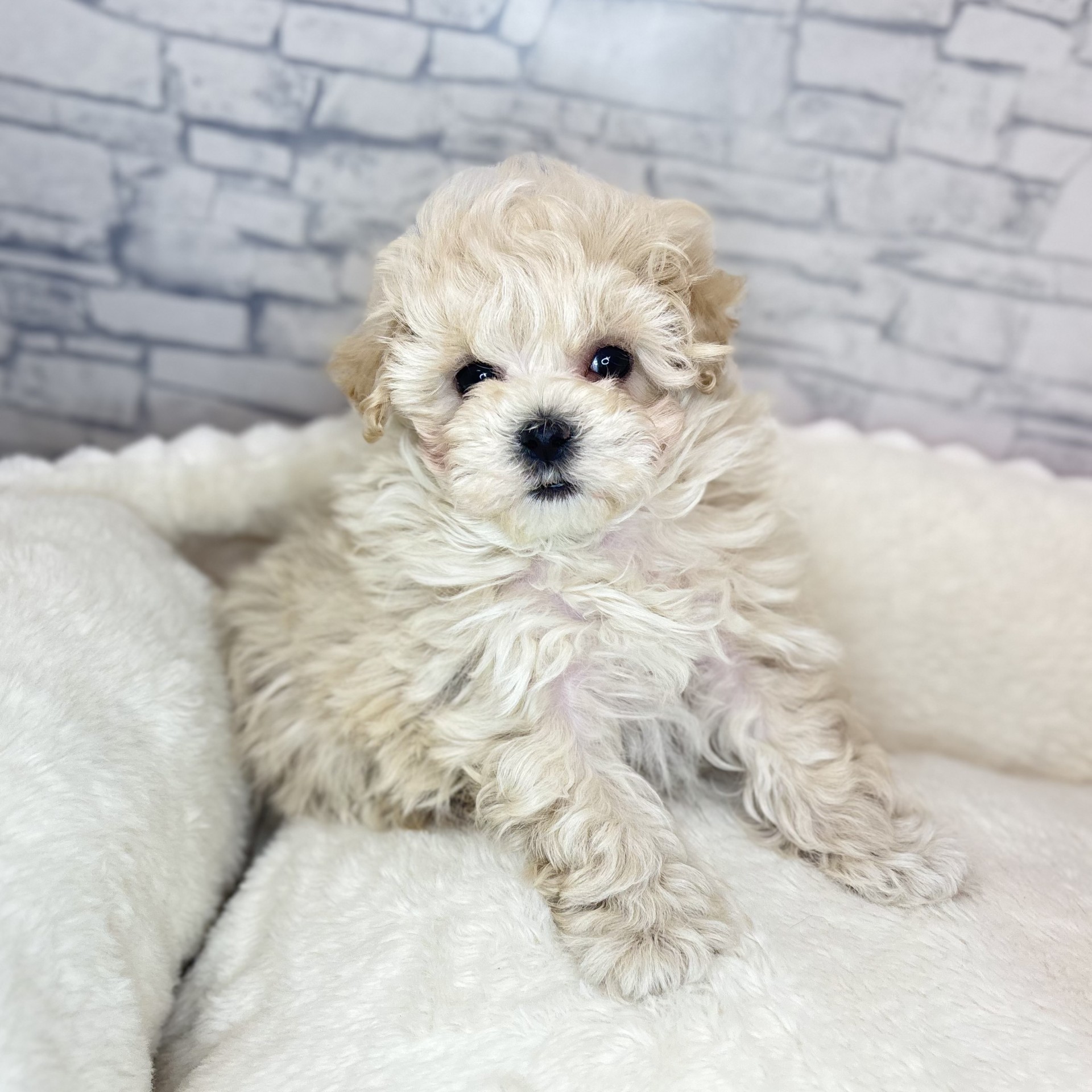 長野県のマルプー(マルチーズ×プードル) (犬の家＆猫の里長野店/2025年12月6日生まれ/女の子/クリーム)の子犬の2枚目の画像