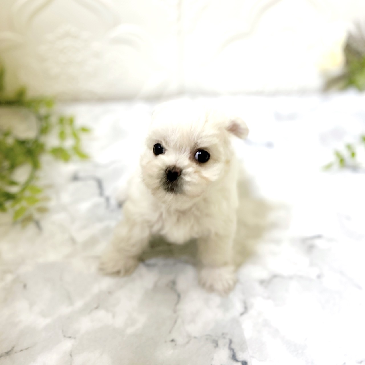 愛知県のチワマル/マルチワ(チワワ×マルチーズ) (犬の家＆猫の里岡崎店/2025年12月9日生まれ/女の子/ホワイト)の子犬の2枚目の画像