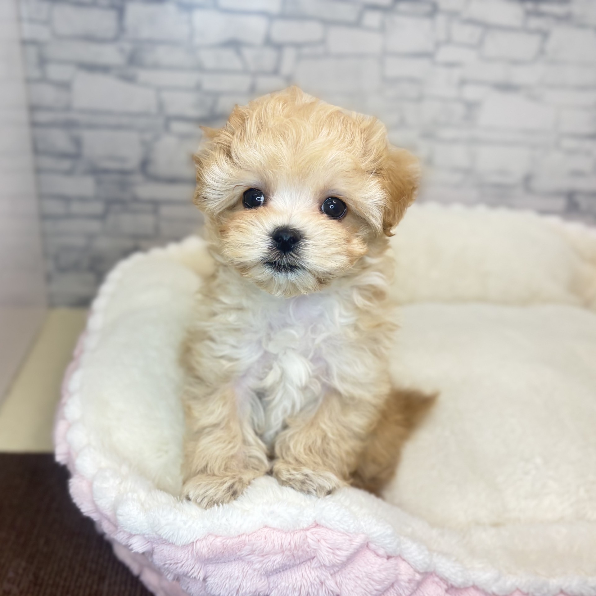 長野県のマルプー(マルチーズ×プードル) (犬の家＆猫の里長野店/2025年12月7日生まれ/男の子/アプリコット)の子犬の2枚目の画像