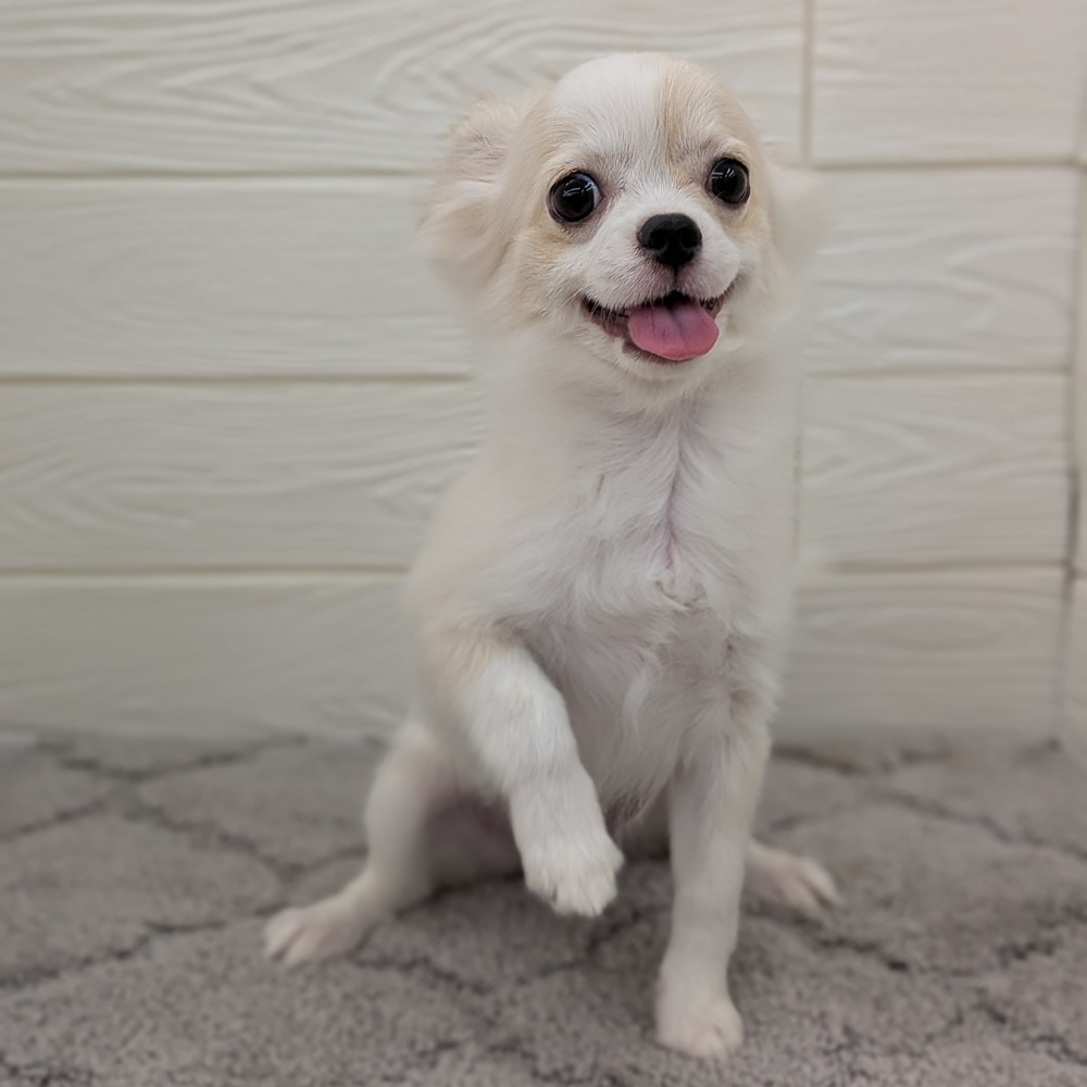 愛知県のチワワ(ロング) (犬の家＆猫の里七宝店/2025年12月9日生まれ/女の子/クリームホワイト)の子犬の2枚目の画像