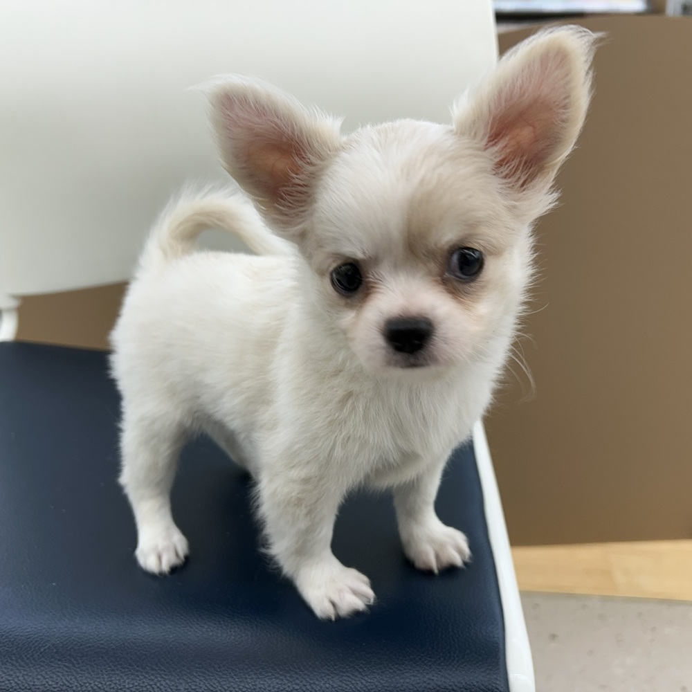 愛知県のチワワ(ロング) (犬の家＆猫の里七宝店/2025年12月9日生まれ/女の子/クリームホワイト)の子犬の2枚目の画像