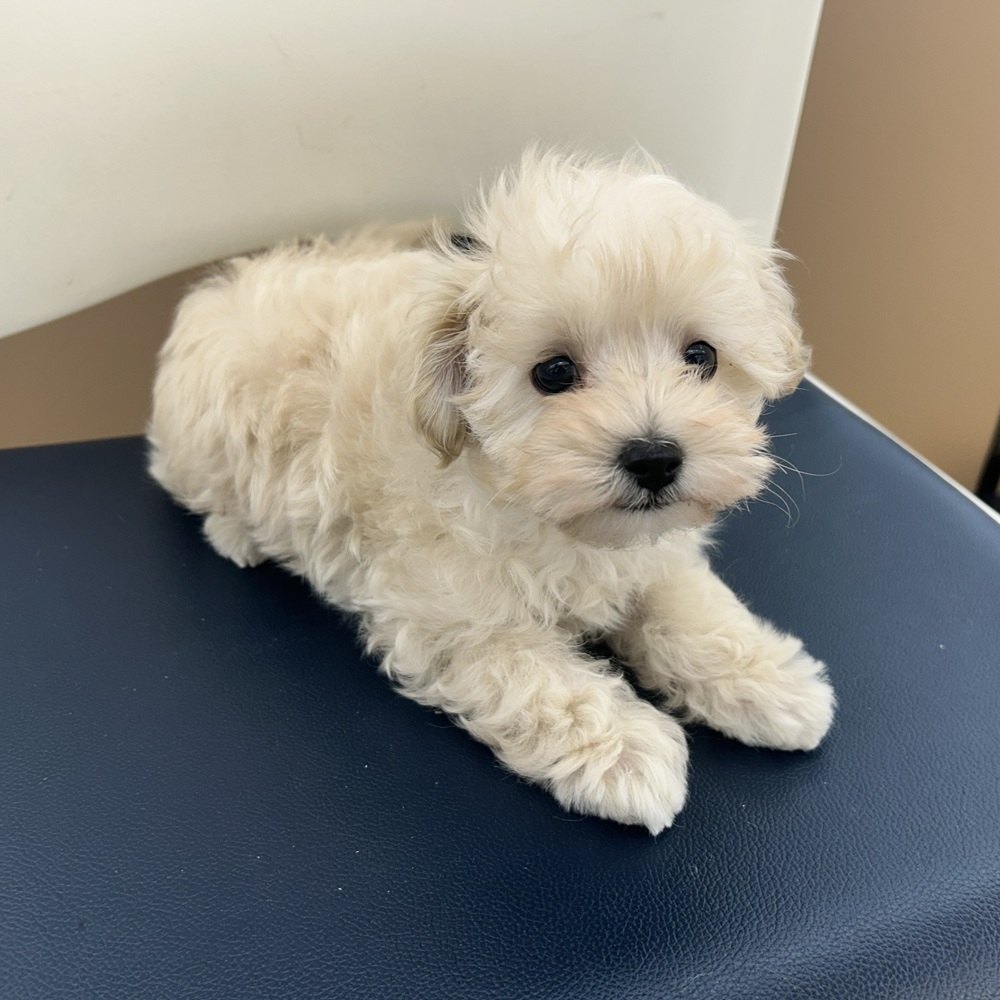 愛知県のマルプー(マルチーズ×プードル) (犬の家＆猫の里七宝店/2025年12月7日生まれ/男の子/クリーム)の子犬の2枚目の画像
