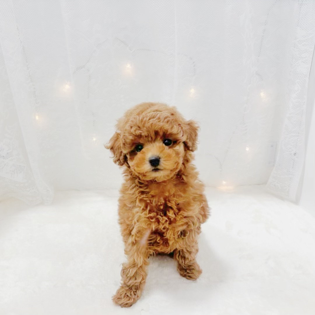 千葉県のトイプードル(トイ) (犬の家＆猫の里BIGHOPガーデンモール印西店/2025年12月6日生まれ/女の子/レッドフォーン)の子犬の2枚目の画像