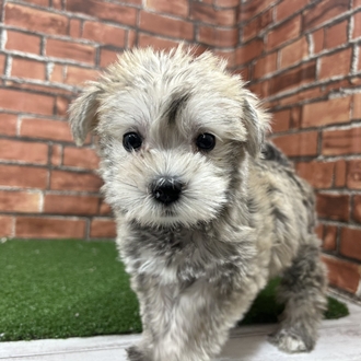 神奈川県のシュナマル/マルシュナ(シュナウザー×マルチーズ) (犬の家＆猫の里小田原店/2025年12月4日生まれ/女の子/ウィートン)の子犬の1枚目の画像