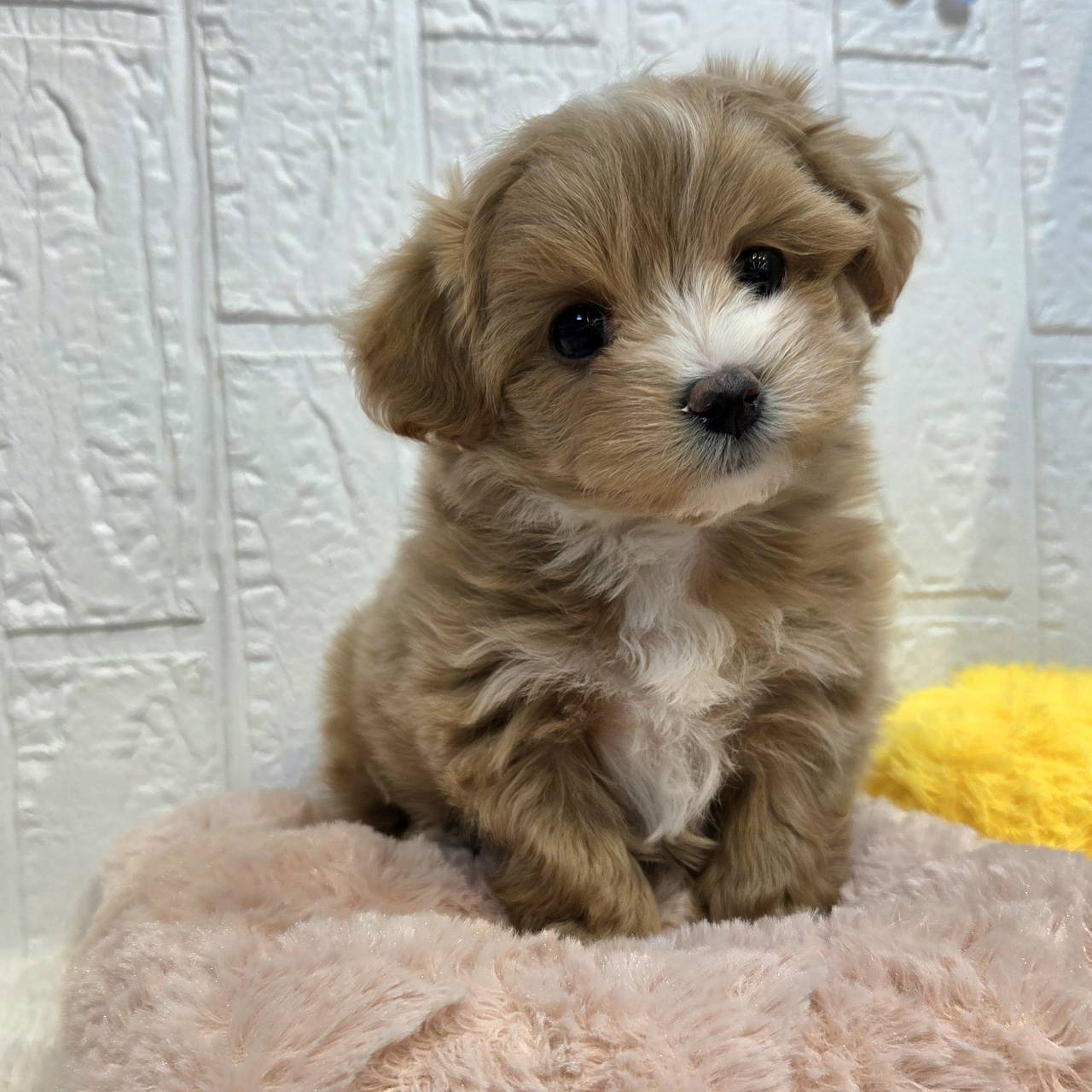 長野県のマルプー(マルチーズ×プードル) (犬の家＆猫の里カインズ梓川店/2025年12月9日生まれ/男の子/アプリコット)の子犬の2枚目の画像